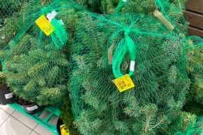 Фотофакт. В Минске продают живые елки в кадках
