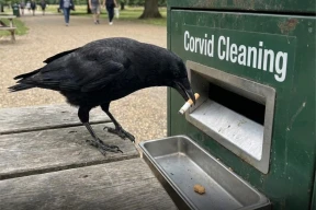 Как в Швеции вороны помогают убирать мусор